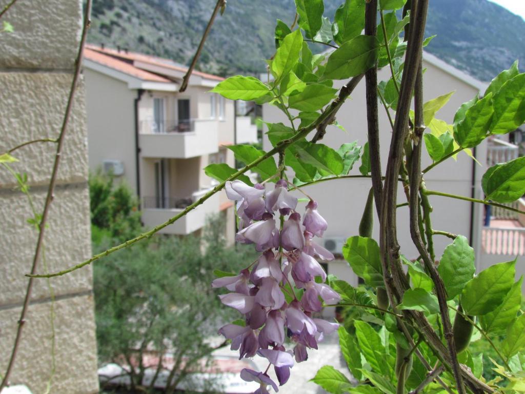 Apartmani Kovacevic Kotor Oda fotoğraf